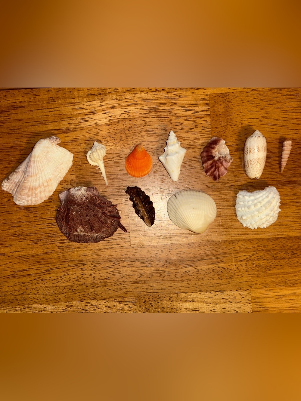 Handpicked Florida Seashell Mix - Lettered Olives, Scallops, Augers & Cone 2 lbs